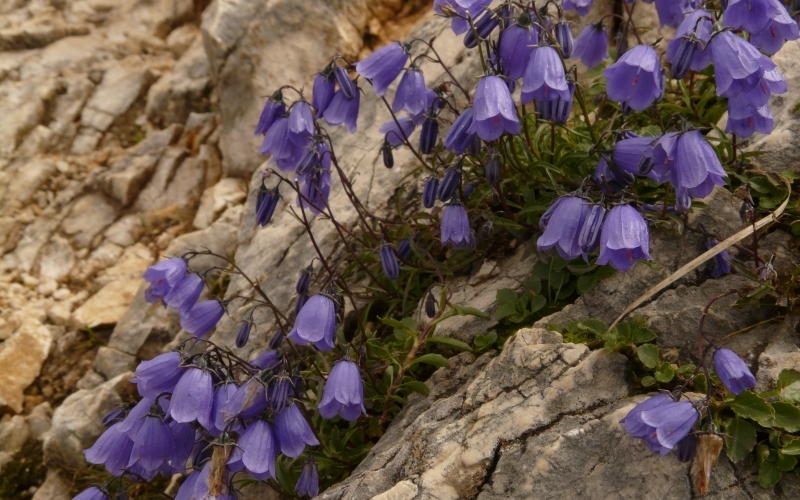 Auf einem Felshang wachsen blau blühende Glockenblumen