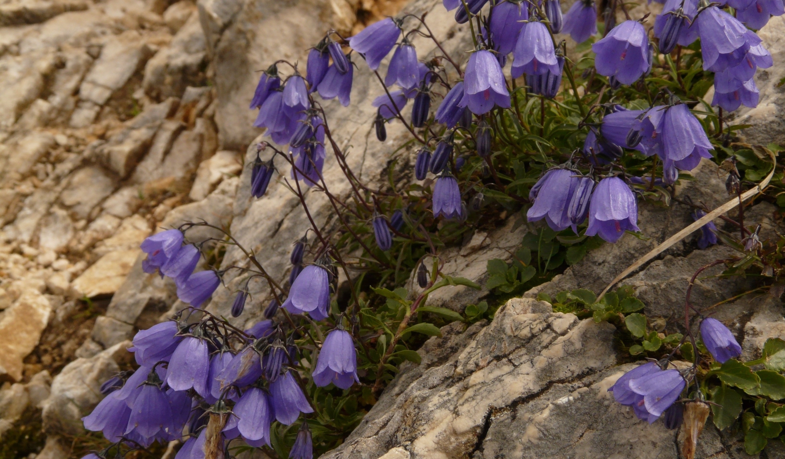 Auf einem Felshang wachsen blau blühende Glockenblumen