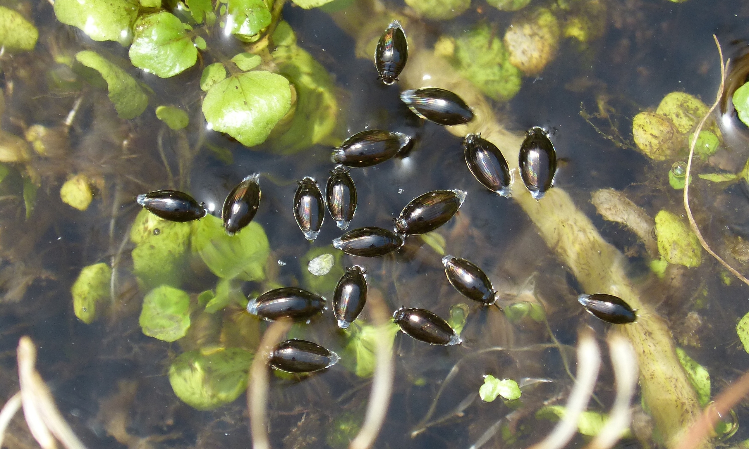 Auf einer Wasseroberfläche mit Pflanzen tummeln sich dunkle, lanzettförmige Wasserkäfer