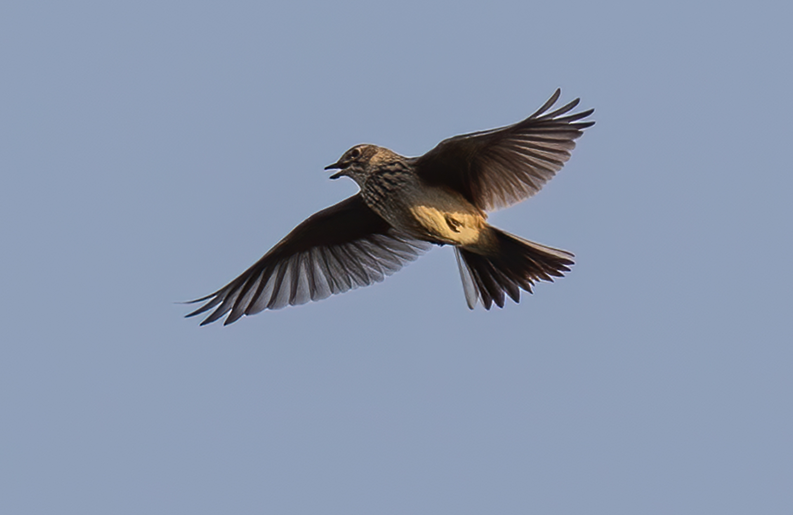 Eine Lerche fliegt vor blauem Himmel, ihr Schnabel ist leicht geöffnet
