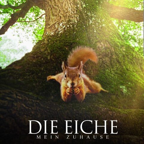 Foto eines Eichhörnchens, das von oben an einem Eichenstamm senkrecht auf den Betrachter zuzukrabbeln scheint