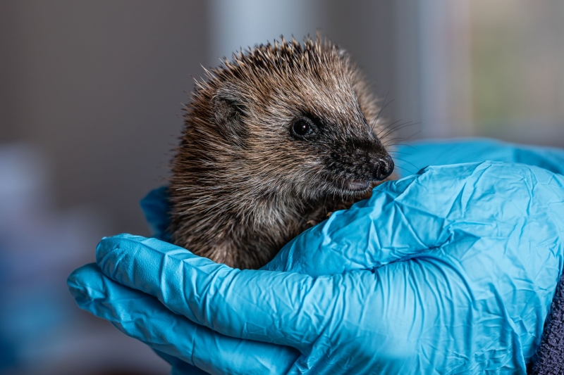 Ein junger Igel sitzt in einer Hand mit blauem Gummihandschuh