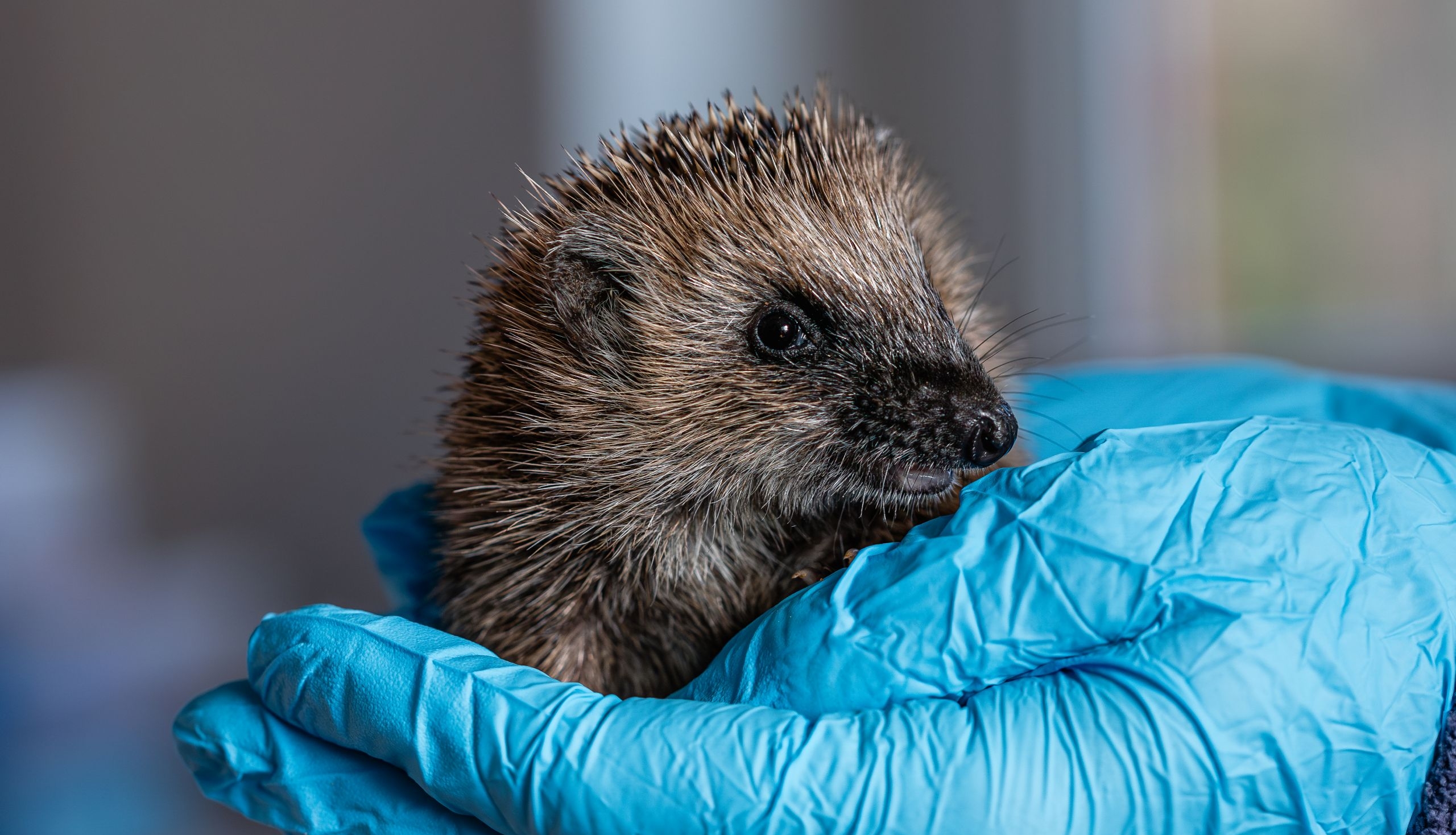 Ein junger Igel sitzt in einer Hand mit blauem Gummihandschuh