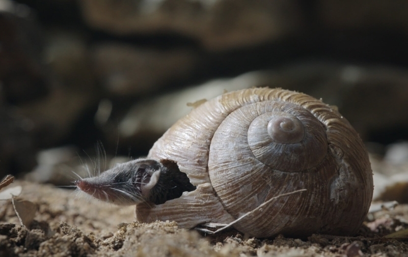 Aus einem zerbrochenen Schneckenhaus schaut eine spitznasige Maus heraus