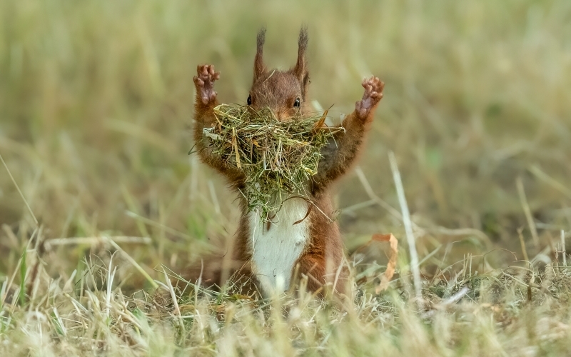Ein Eichhörnchen sitzt in einer Wiese und stopft sich Heu in die Schnauze