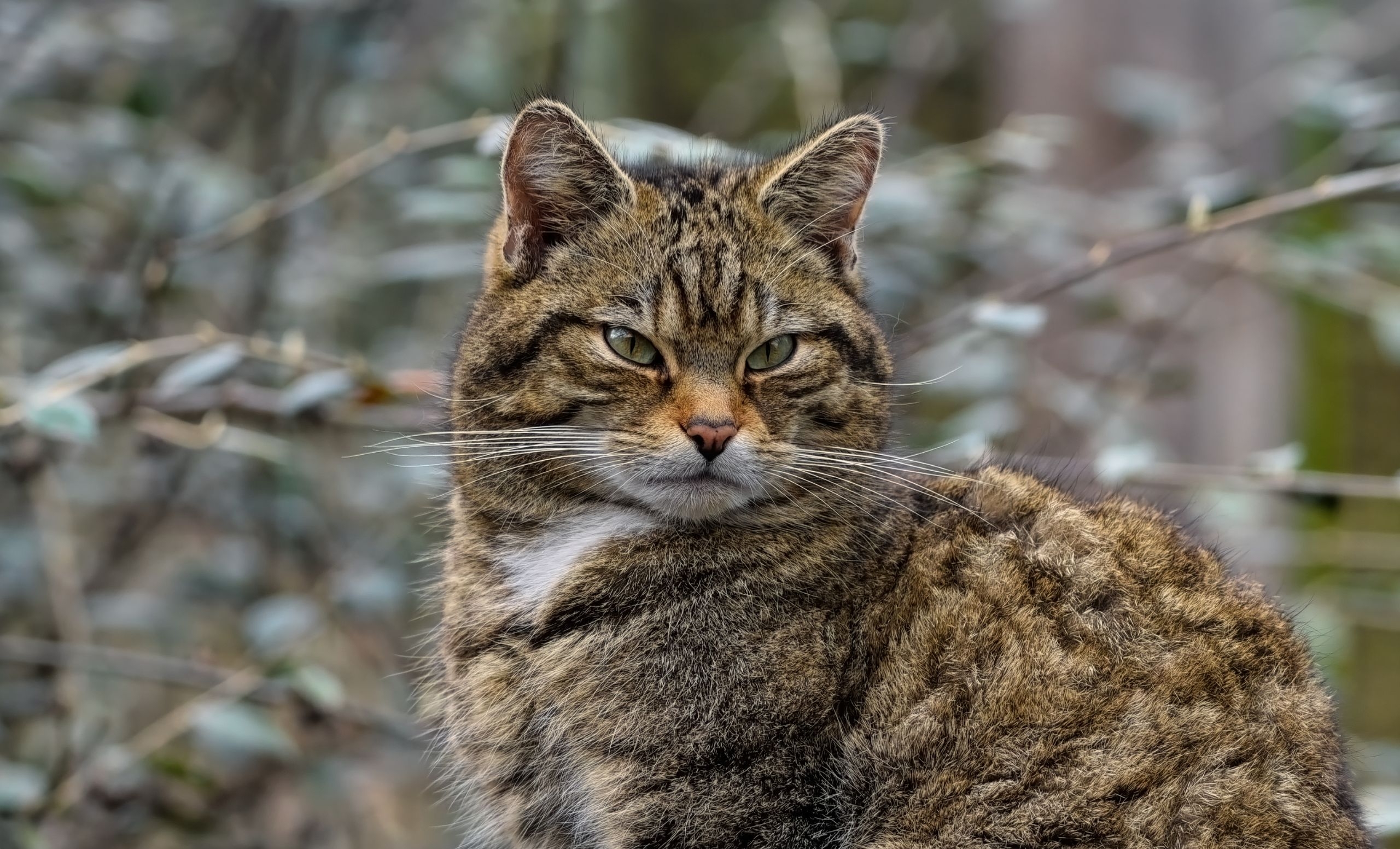 Eine grau gestromte Katze sitzt auf einem Stein