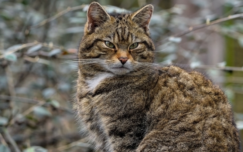 Eine grau gestromte Katze sitzt auf einem Stein