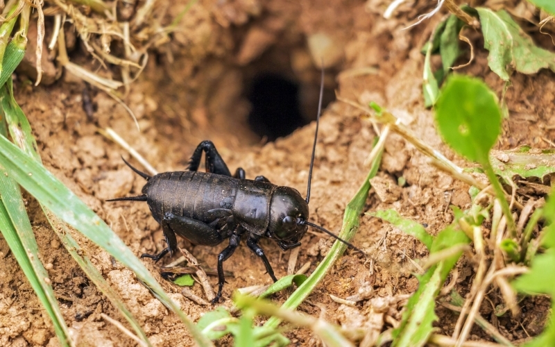 Auf rötlichem Sandboden kriecht eine schwarze Feldgrille