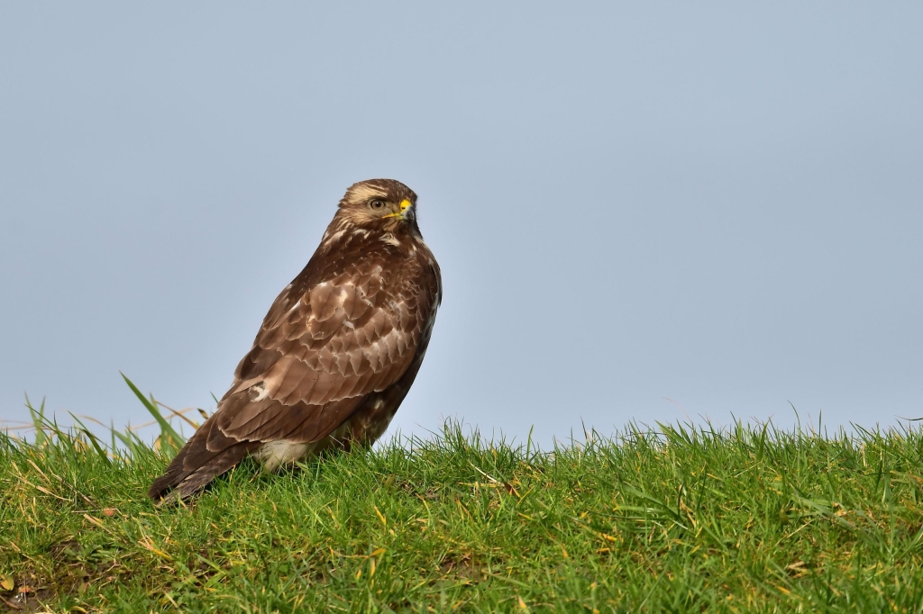Ein brauner Greifvogel (Bussard) sitzt auf einer Wiese