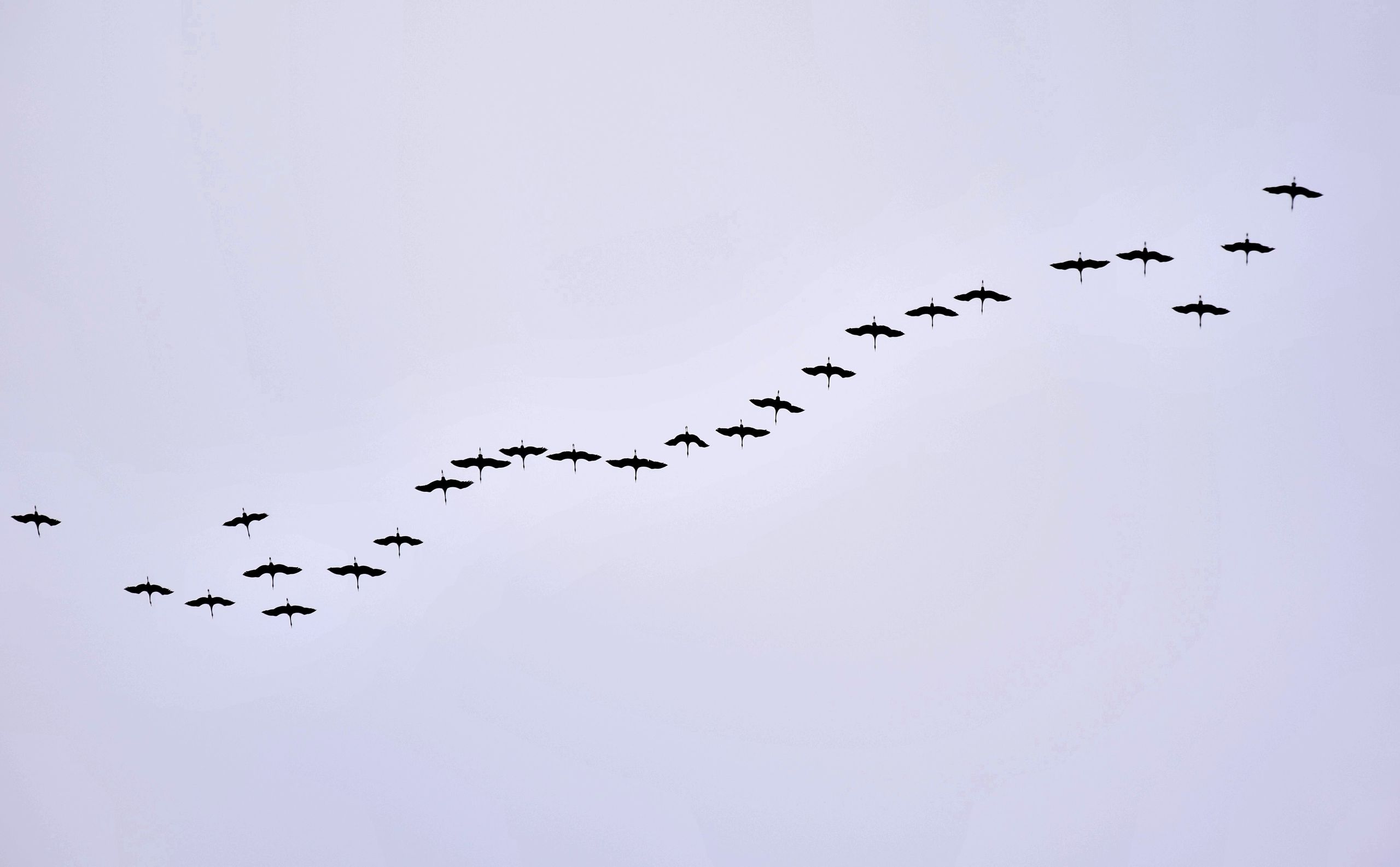 Am HImmel fliegt eine Kette Zugvögel