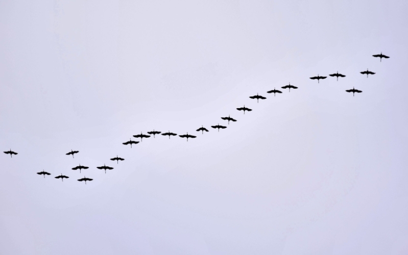 Am HImmel fliegt eine Kette Zugvögel